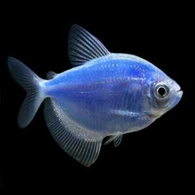 GLO WIDOW TETRA FISH | BLUE COLOUR | PAIR GLO WIDOW TETRA FISH | BLUE COLOUR | PAIR