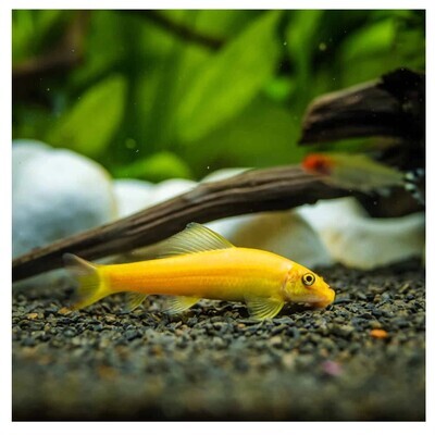 Golden  Algae Eater | Live Fresh Water Aquarium Fish