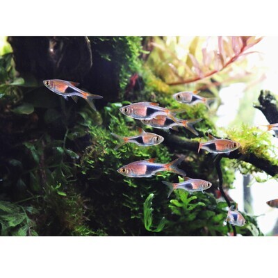 HARLEQUIN RASBORA TETRA FISH (PAIR) HARLEQUIN RASBORA TETRA FISH (PAIR)