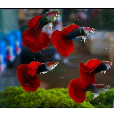 HB RED ROSE GUPPY FISH | Male &  Female