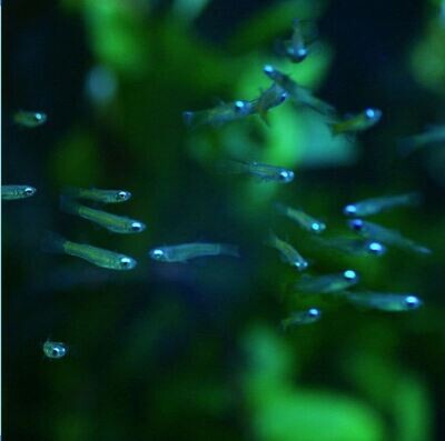 Lamp eye fish | Fresh water | Planted Tank
