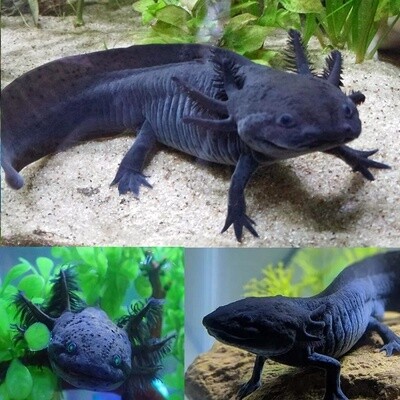 Live Fish | Axolotl Fish |  Exotic & freshwater fish | Black | Size 6"- 7"