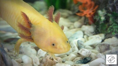 Live Fish | Axolotl Fish | Exotic & freshwater fish | Yellow | Size 6"- 7"