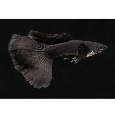 MOSCOW BLACK GUPPY FISH |  Male &  Female