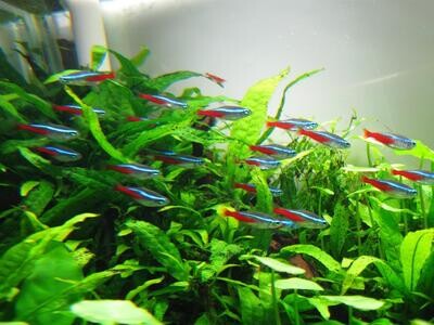 NEON TETRA | Planted Tank Fish| (PARACHEIRODON INNESI) | Semi Adult