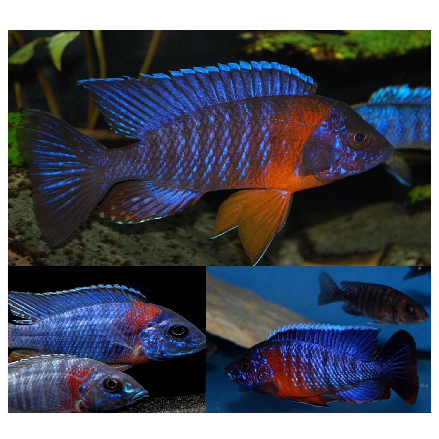 hansbaenschi cichlid