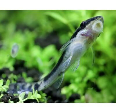 Otocinclus Catfish | Live Fresh Water Aquarium Fish