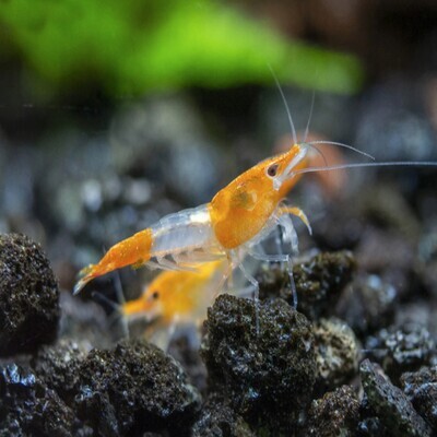 Orange Rili Shrimp | Live | Freshwater | Aquarium Shrimp