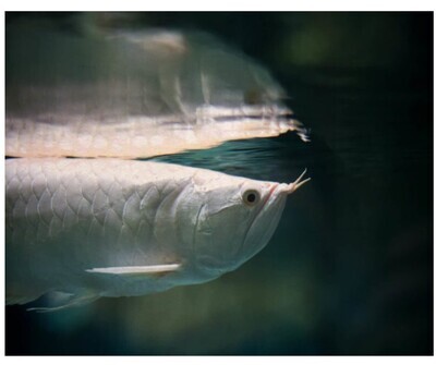 Albino Platinum silver Arowana Fish | 4" To 4.5"  inches.