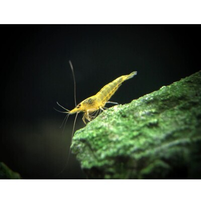 Pumpkin Yellow Shrimp | Live | Freshwater | Aquarium Shrimp