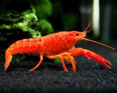 RED CRAYFISH | LOBSTER | Tropical Fish