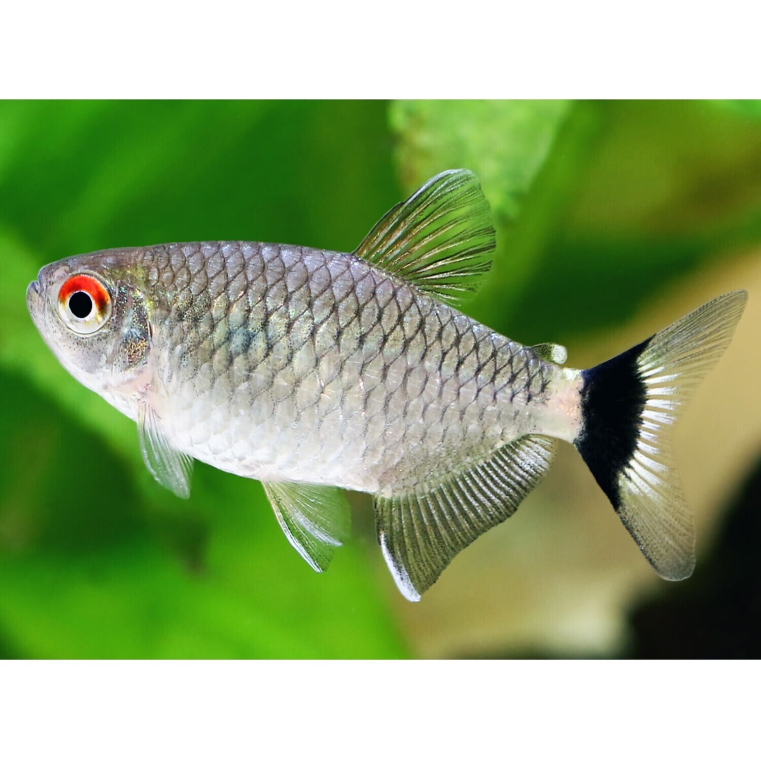 Red eye sale fish
