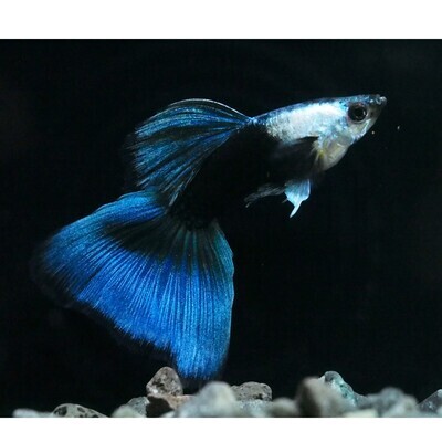 SILVARADO BLUE GUPPY FISH | Male & Female