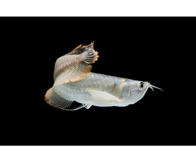 Silver Arowana Fish | 5 inches to 6 inches .