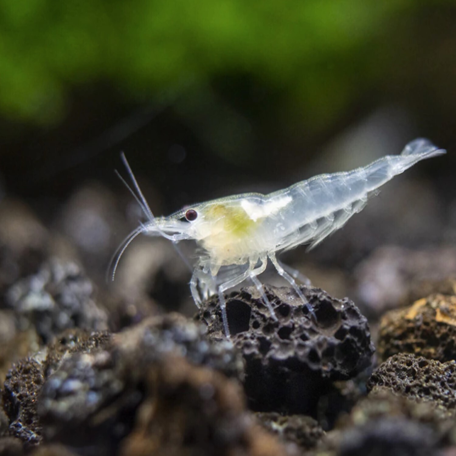 Snow Ball Shrimp Live Freshwater Aquarium Shrimp
