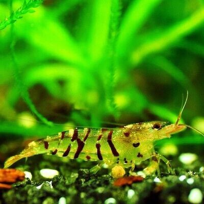Tiger Shrimp | Live | Freshwater | Aquarium Shrimp