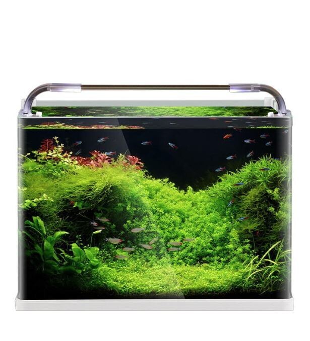 Lucky viel lepel Curved glass Aquarium Tank | Size L*W*H = 50*33*35 cm | Extra Clear | 6mm