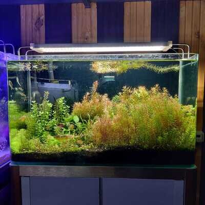 Curved glass Aquarium Tank | Size L*W*H = 60*30*35 cm ( 6mm) | Extra Clear