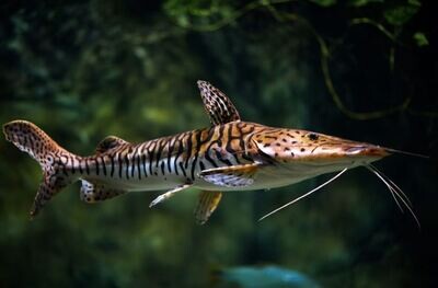 Aquarium Live Fish | Shovel Nose Cat Fish | 8"to 9"  | LUNG FISH