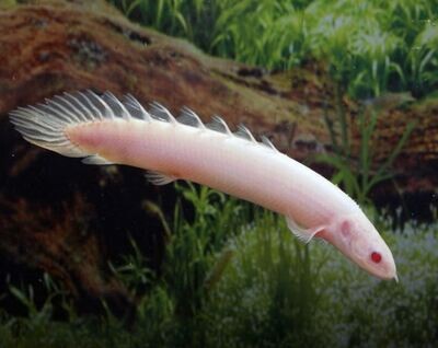 Aquarium Live Fish | Albino Senegal Fish | Single |  2.5" to 3.5" | LUNG FISH