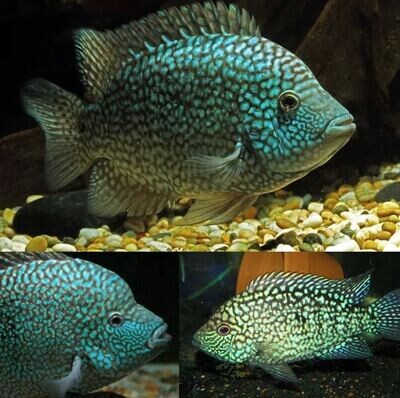 Aquarium Live Fish |Green Texas Cichlid | Size 3" to 3.5" |Single|American cichlid