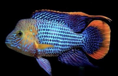 Aquarium Live Fish | Green Terror Cichlid |2.5" to 3" | Single
American cichlid