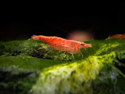 Sakura Red Red Shrimp | Live | Freshwater | Aquarium Shrimp