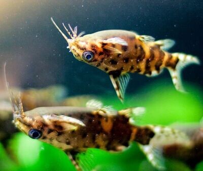 Upside-Down Cat fish | Size 2 to 3 cm | Single | Eli kutty | எலி குட்டி | LUNG FISH