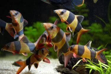 Aquarium Live Fish | Clown Loach  | Size 4-5 CM | Single