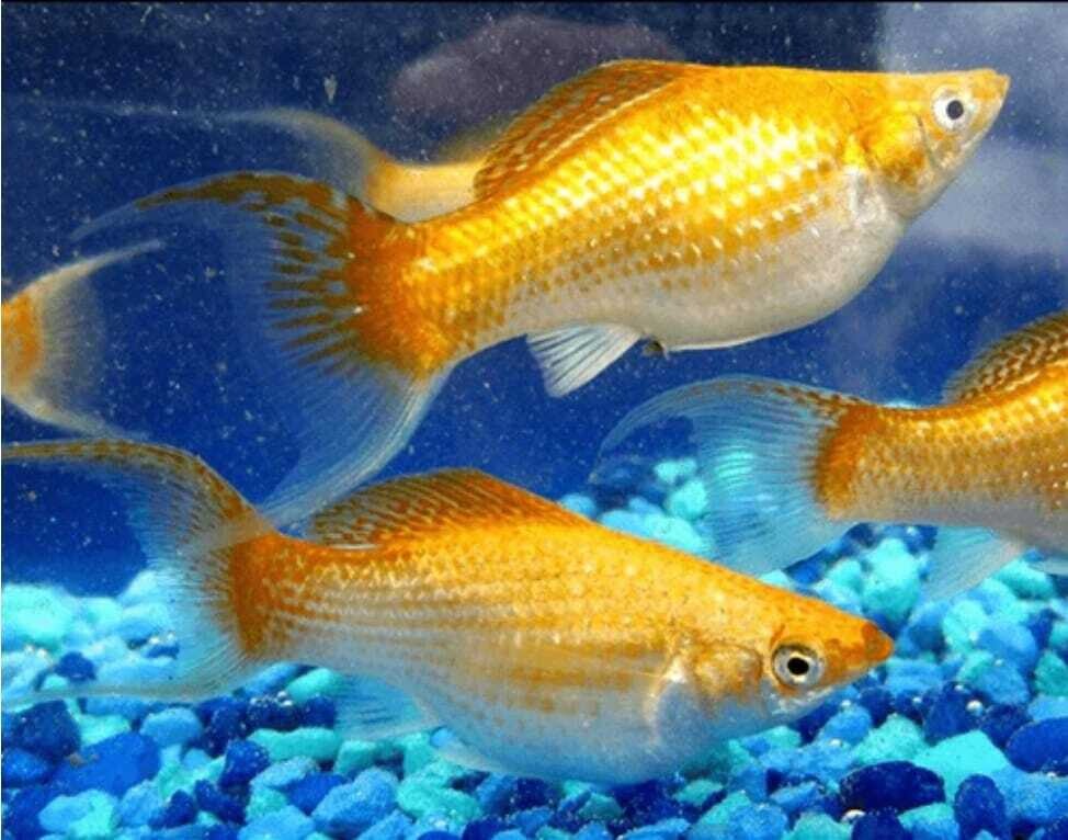 Live Fish Moon Tail Molly Fish Golden Molly Pair