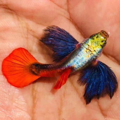 RED TAIL DUMBO EAR GUPPY FISH |  Male &  Female