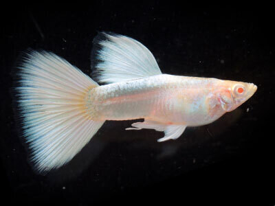 ALBINO MILKY WHITE GUPPY FISH |  Male & Female