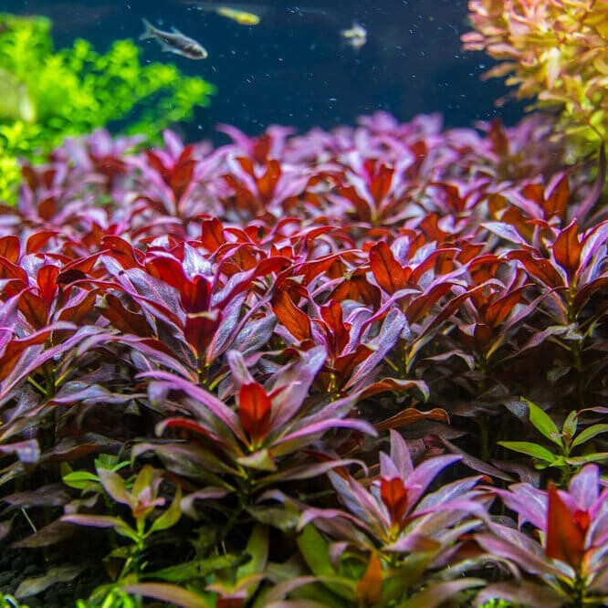 ADA IC013 Ludwigia glandulosa Aquarium Live Plant