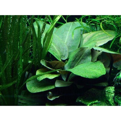 ADA IC216 LAGENANDRA  MEEBOLDII GREEN| Aquarium Live Plant