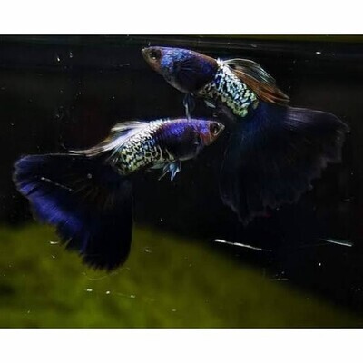 Aquarium Live Fish | METAL SNAKE SKIN Blue black guppy
