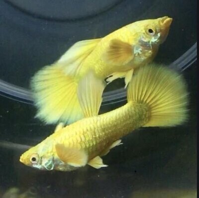 FULL GOLD GUPPY FISH | Male & Female