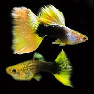 Yellow TAXI GUPPY FISH | Male & Female
