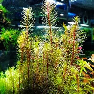 ADA IC025 Rotala Wallichi Vietnam | Aquarium Live Plants