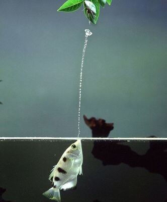 Aquarium Live Fish | Archer Fish Size 2" | Single Aquarium Live Fish | Archer Fish Size 2" | Single