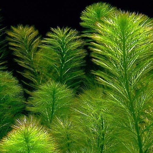 FOXTAIL GREEN BUNCHED AQUARIUM PLANT Floating plants