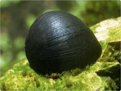 Aquarium MILITARY HELMET- Neritina Pulligera Algae Eater Snail