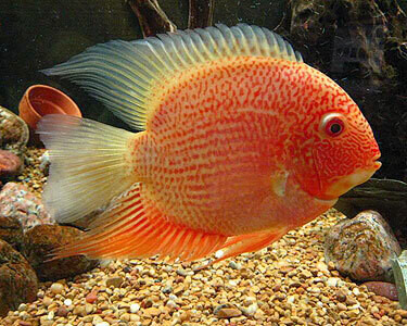 Aquarium Live Fish | Cichlid Fishes | Red Spotted Severum | single | 2 to 2.5 inches