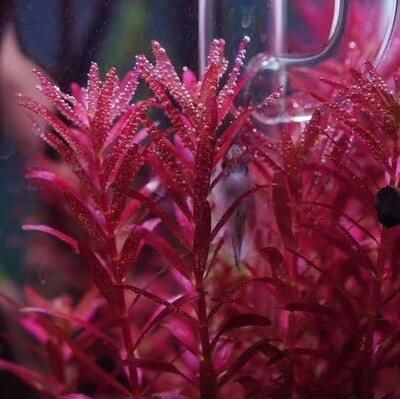 ADA IC443 Rotala Blood Red | Aquarium Live Plant