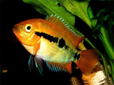 Aquarium Live Fish | Rainbow Cichlid | Size 2.5" to 3" | Single