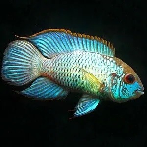 Aquarium Live Fish | Electric blue neon acara  | Single | 2"