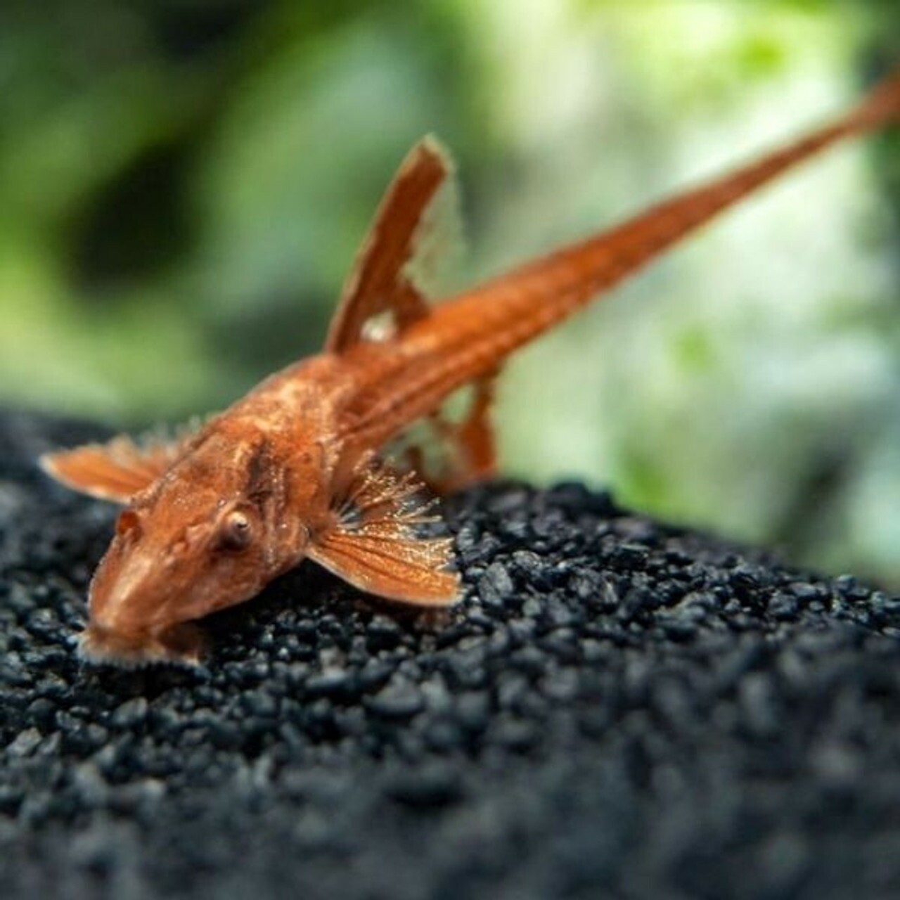 Red lizard Whiptail Catfish 2 inches