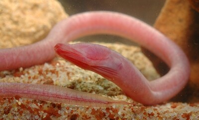 Earth worm snake eel | Single | 4.5" to 5.5"