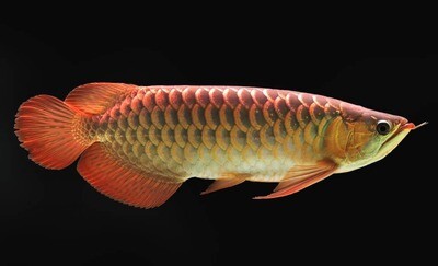 Super high back Golden Arowana Fish | 9 inches to 10 inches with certificate 