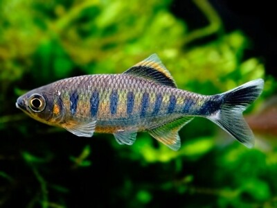 Wild Rainbow Fish | 2 inches | Each