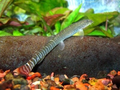 Red Tail Tiger Loach Fish | 2.5" to 3" | Each